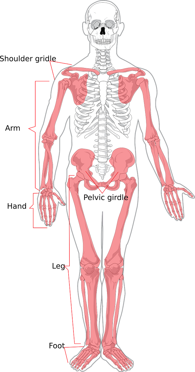 joint mobility